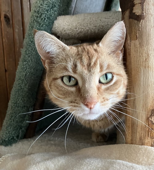 Firestarter, an adoptable Domestic Short Hair in Dublin, OH