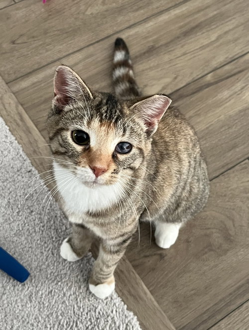 Miss Molly, Young Torbie / Domestic Short Hair / Mixed (short coat), cat for adoption in Lancaster, Ohio