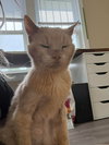 Horace - Photo 1
