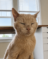Horace - Photo 4
