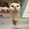 Horace - Photo 3