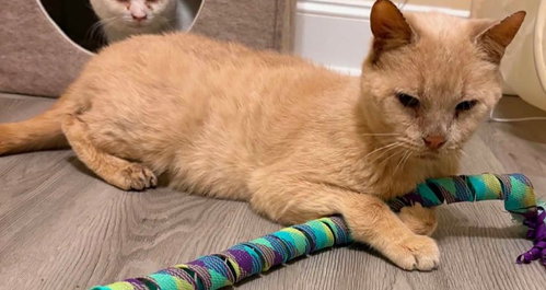 HORACE - Domestic Short Hair available for adoption
