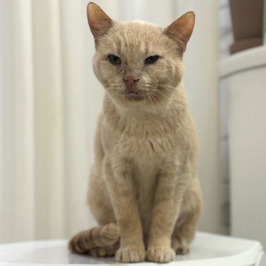 Horace (bonded to Silas) Image