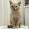 Horace (bonded to Silas) - Photo 1