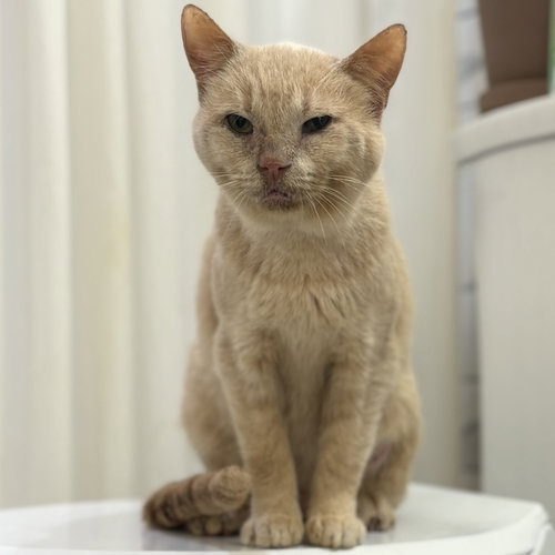 Horace (bonded to Silas), Senior Domestic Short Hair / Mixed (short coat), cat for adoption in Dublin, Ohio