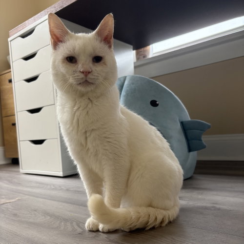 Silas, an adoptable Domestic Short Hair in Dublin, OH