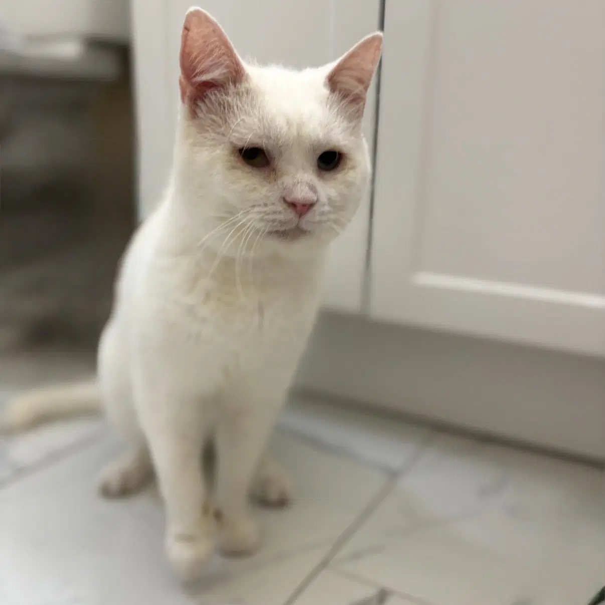 Silas Bonded To Horace image 3