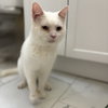 Silas (bonded to Horace) - Photo 2