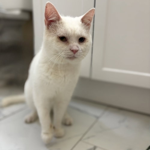 SILAS (BONDED TO HORACE) - Domestic Short Hair available for adoption
