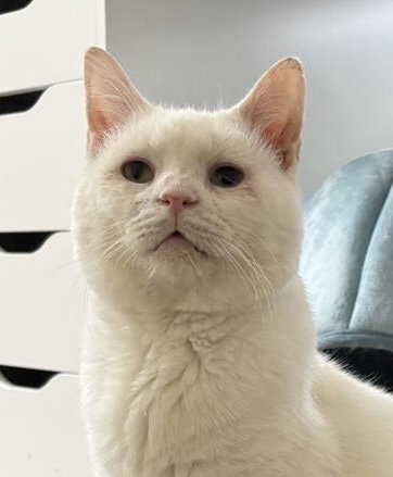 Silas (bonded to Horace), a cat for adoption from Colony Cats (& dogs)