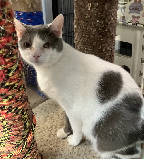 Cota, Adult Domestic Short Hair / Mixed (short coat), cat for adoption in Lancaster, Ohio