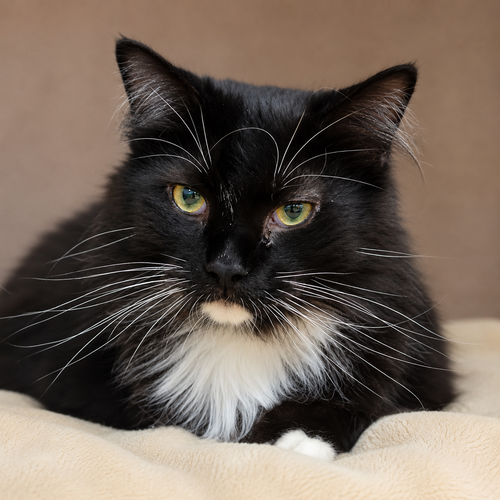 ARTEMIS (BONDED WITH ORION)
