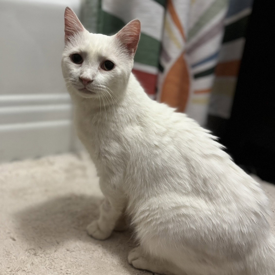 Earl (bonded to Floyd) Image