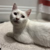Earl (bonded to Floyd) - Photo 2