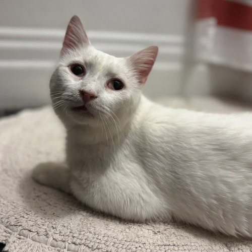 EARL (BONDED TO FLOYD) - Domestic Short Hair available for adoption