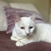 Earl (bonded to Floyd) - Photo 1