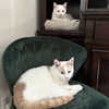 Earl (bonded to Floyd) - Photo 2