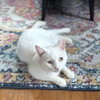 Earl (bonded to Floyd) - Photo 5