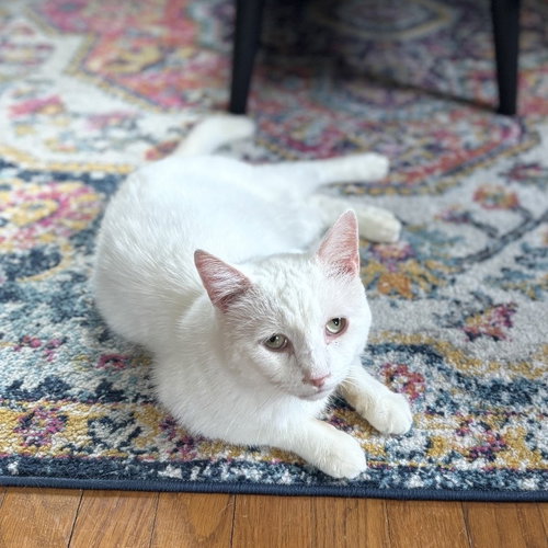 Photo 5 of Earl (bonded to Floyd)