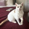 Floyd (bonded to Earl) - Photo 1