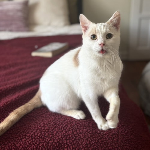 Floyd, Senior Domestic Short Hair / Mixed (short coat), cat for adoption in Lancaster, Ohio