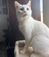 Floyd (bonded to Earl) - Photo 4
