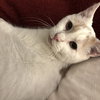 Floyd (bonded to Earl) - Photo 2