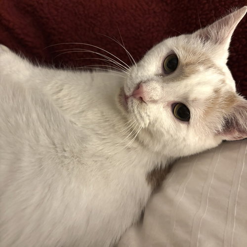 FLOYD (BONDED TO EARL) - Domestic Short Hair available for adoption