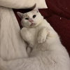 Floyd (bonded to Earl) - Photo 3