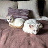 Floyd (bonded to Earl) - Photo 4