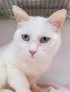 Sapphire - KBC - Photo 1