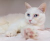 Sapphire - KBC - Photo 2