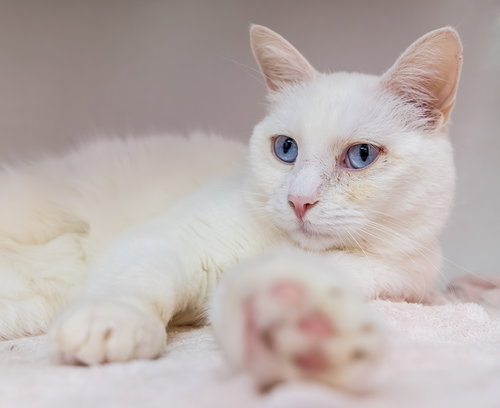 SAPPHIRE - KBC - Domestic Short Hair available for adoption