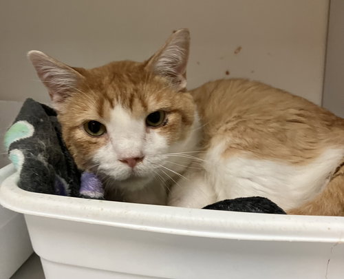 RUSTY - Domestic Short Hair available for adoption