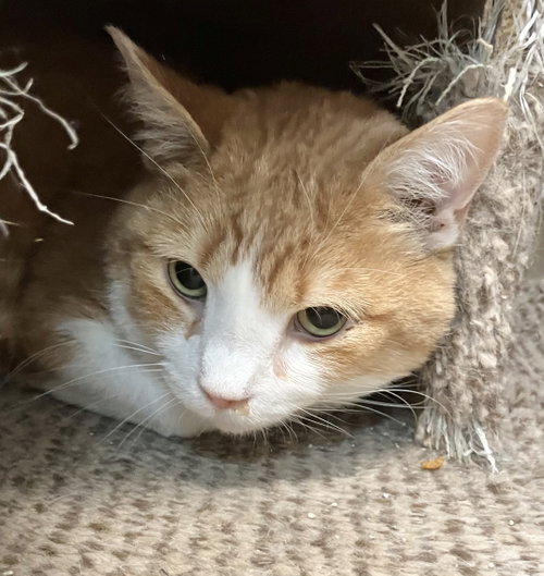 RUSTY - Domestic Short Hair available for adoption
