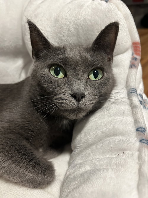 Peace - KBC, Adult Domestic Short Hair / Mixed (short coat), cat for adoption in Lancaster, Ohio