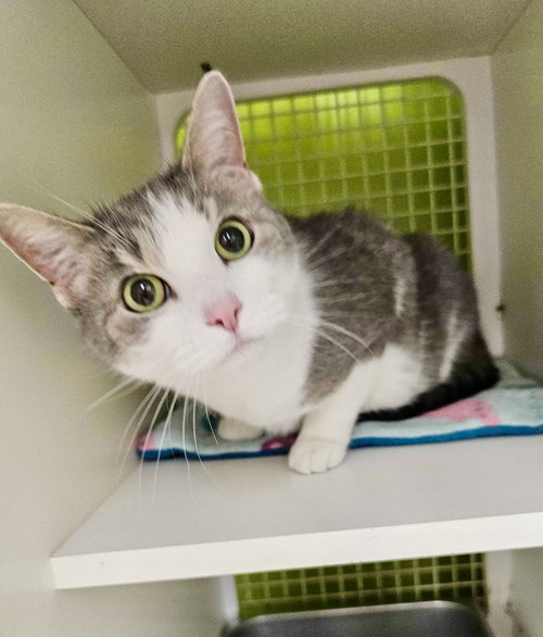 ROSIE - Domestic Short Hair available for adoption