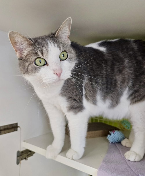 ROSIE - Domestic Short Hair available for adoption
