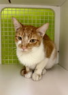 Oliver (bonded to Salem) - Photo 1