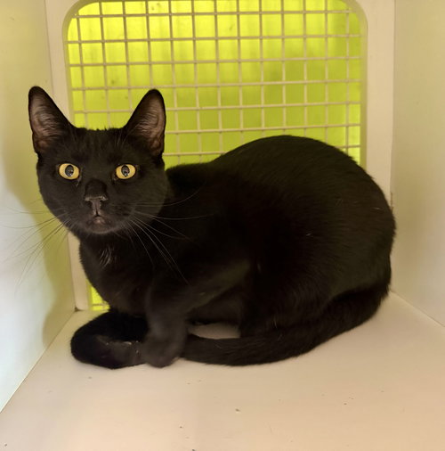 SALEM (BONDED TO OLIVER) - Domestic Short Hair available for adoption