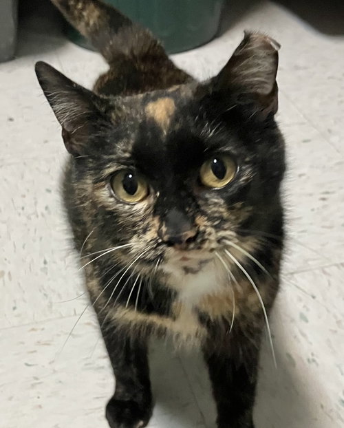 IRIS LYNN - Tortoiseshell / Domestic Short Hair available for adoption