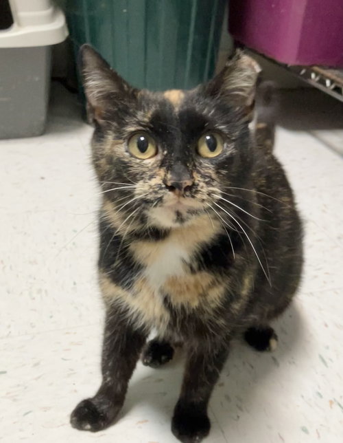 IRIS LYNN - Tortoiseshell / Domestic Short Hair available for adoption