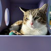 Amelia - KBC - Photo 2