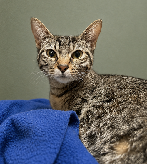 Liria, an adoptable Domestic Short Hair in Dublin, OH