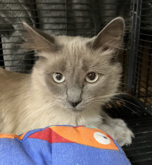 CAROLINA - Domestic Long Hair / Siamese available for adoption