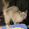 Carolina - Photo 4