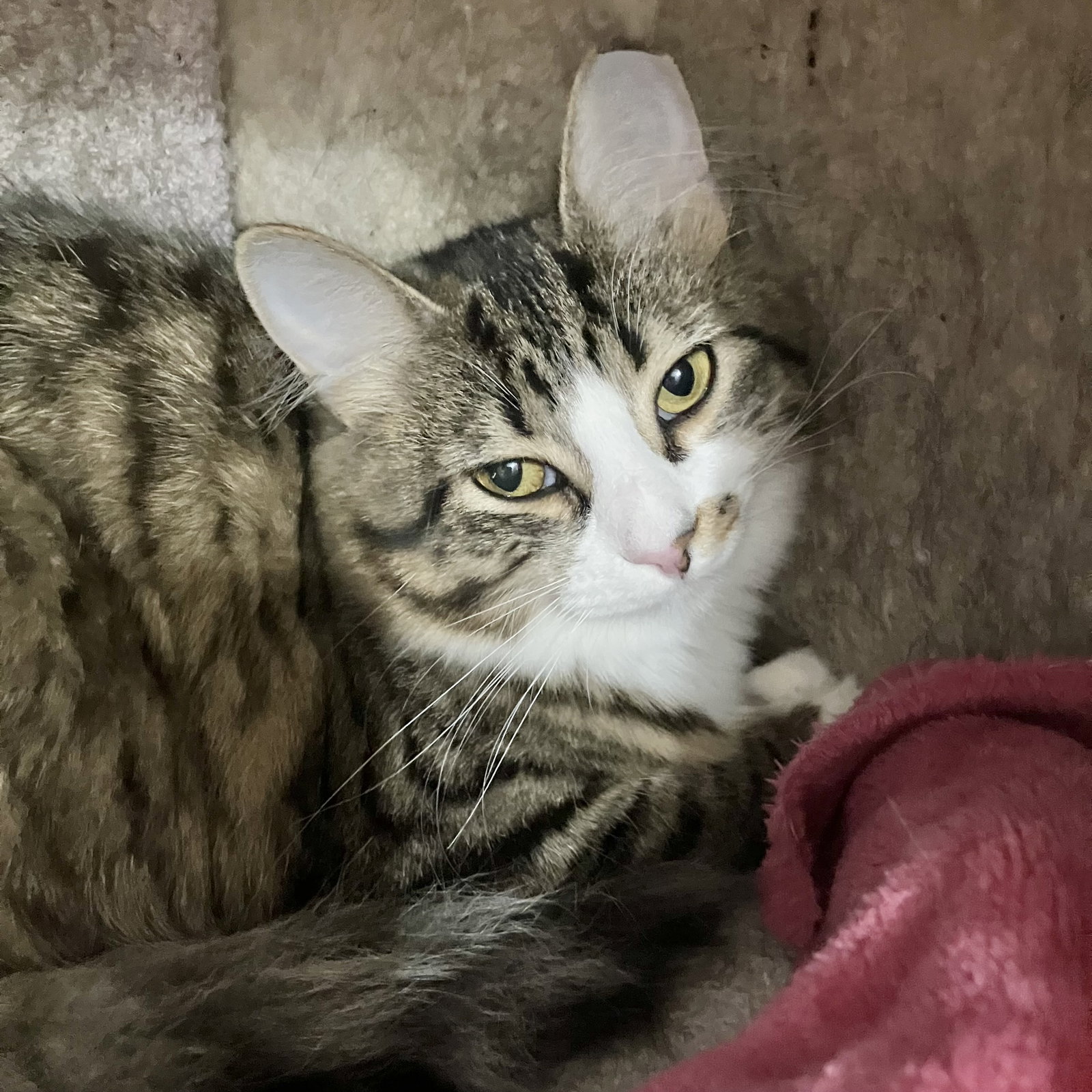 Cherry (bonded to Fran) Image