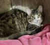 Cherry (bonded to Fran) - Photo 2