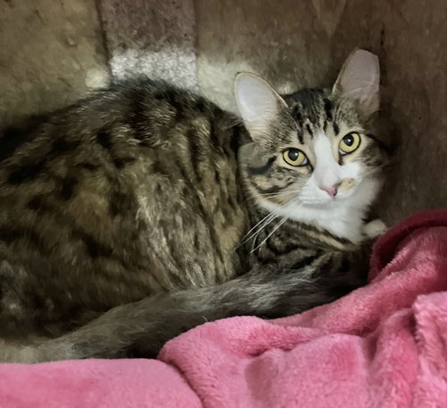 CHERRY (BONDED TO FRAN) - Domestic Short Hair / Tabby available for adoption