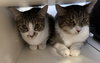 Gracie (bonded to Buster) - Photo 4